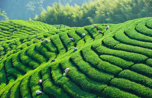 Darjeeling: The Champagne of Teas - ZYANNA® India - zyanna.com