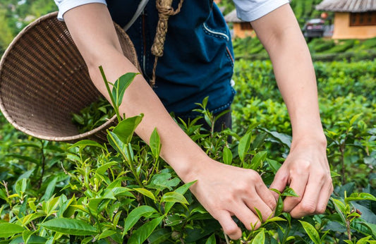 Tea is Seasonal: Exploring the Diversity of Seasonal Teas - ZYANNA® India - zyanna.com