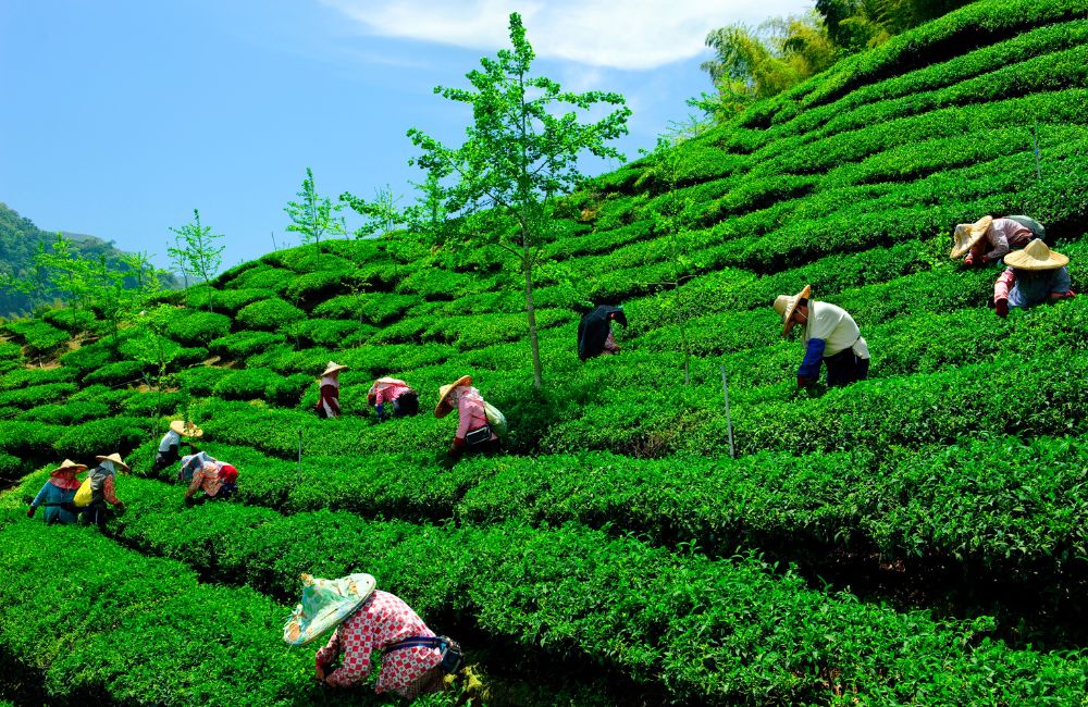 Darjeeling Tea Gardens