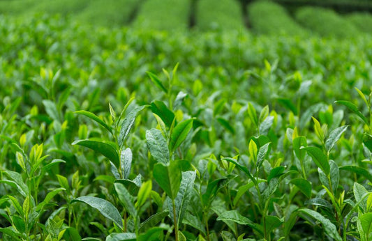 The History and Heritage of Darjeeling Tea