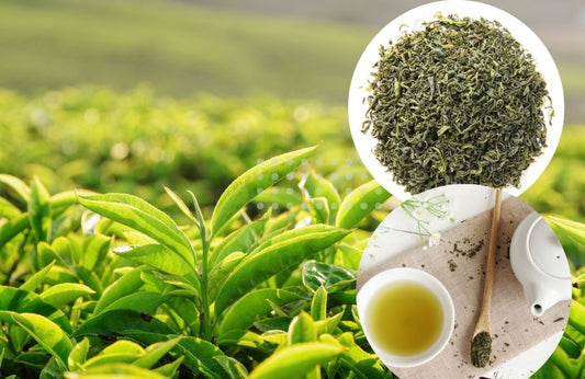 Unveiling the Power of Green Tea: 7 Amazing Health Benefits - ZYANNA® India - zyanna.com